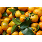 Clémentines bio, 1 kg