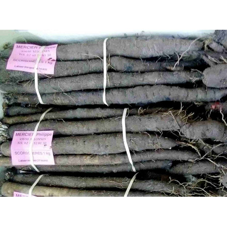 Salsifi scorsonères, demi-botte Salsifi scorsonères, demi-botte