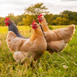 Acheter sa volaille en ligne, du poulet issu d’élevages locaux livré chez vous