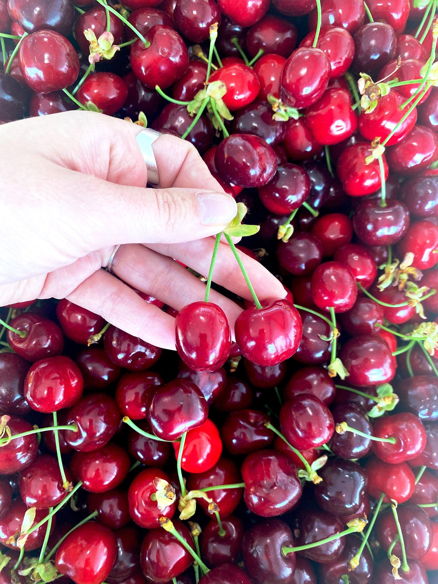 Le retour de la saisone estivale, annonce aussi celle des beaux fruits  rouges : les cerises ! La cerise ouvre le bal des fruits à noyaux, c'est le  premier de l'année à