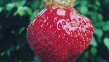 A la découverte de la famille Gaussens qui cultive les fraises en pleine terre 